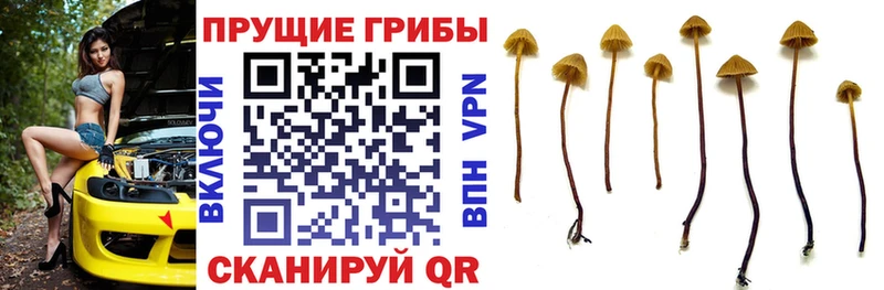 Псилоцибиновые грибы Psilocybe  Навашино 